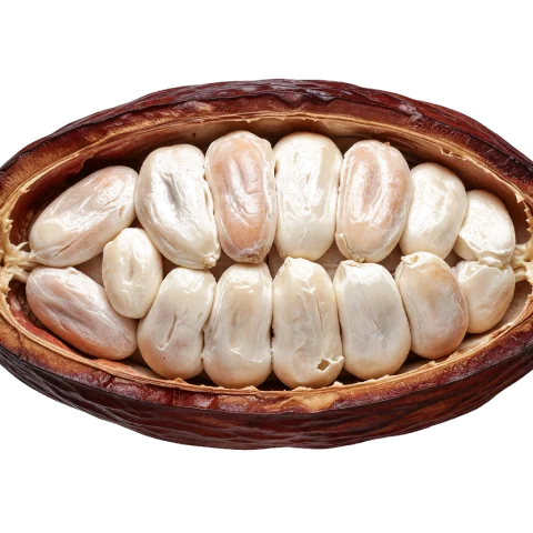 Kakaový lusk