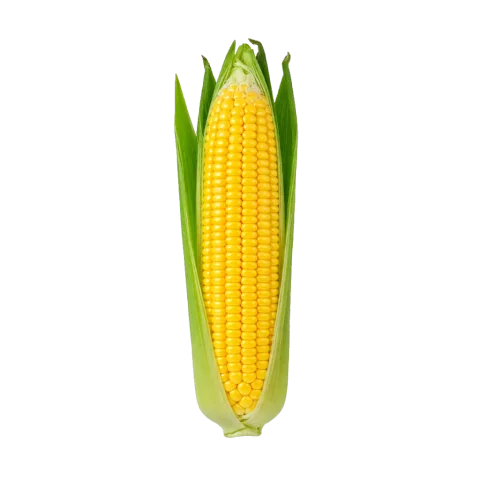 Kukuřičný klas